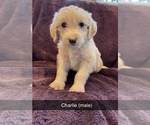 Small Photo #1 Labradoodle Puppy For Sale in BLACK FOREST, CO, USA