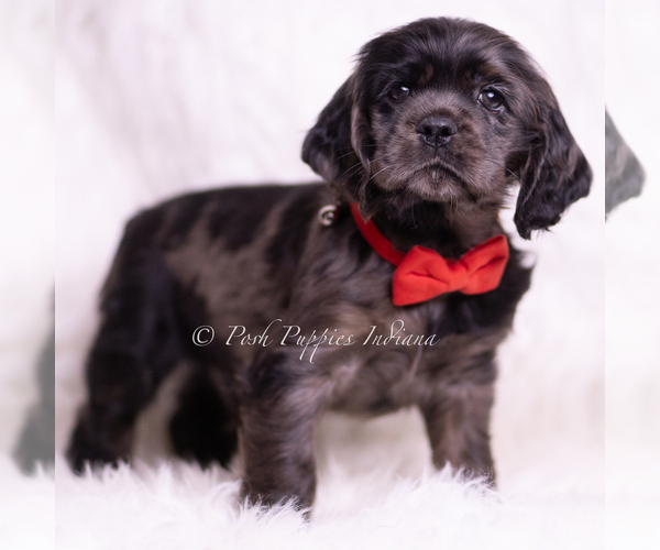 Medium Photo #3 Cocker Spaniel Puppy For Sale in WARSAW, IN, USA