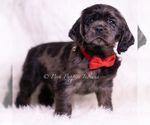 Small #1 Cocker Spaniel