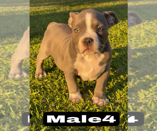 Medium Photo #15 American Bully Puppy For Sale in BAKERSFIELD, CA, USA