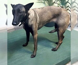 Mutt Dogs for adoption in Pasadena, CA, USA