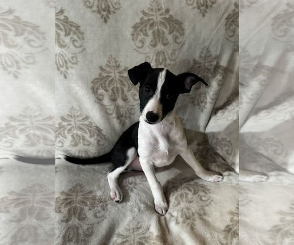 Medium Photo #3 Chihuahua-Unknown Mix Puppy For Sale in The Woodlands, TX, USA