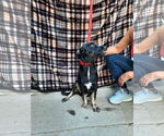 Small #5 Labrador Retriever Mix