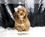 Puppy Rose AKC Poodle (Toy)