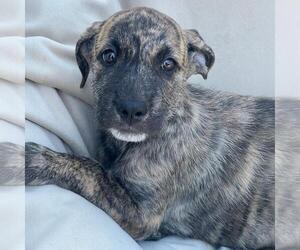 Mutt Dogs for adoption in San Diego, CA, USA