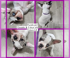 French Bulldog Puppy for sale in TULARE, CA, USA