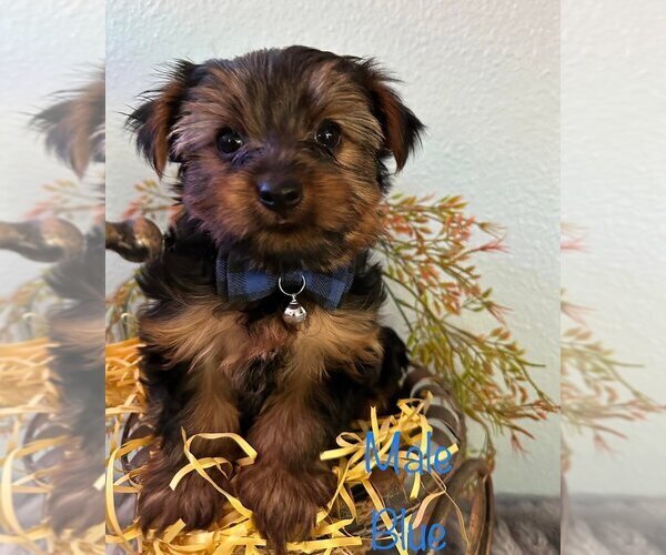 Medium Photo #3 Yorkshire Terrier Puppy For Sale in SACRAMENTO, CA, USA