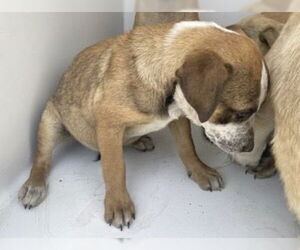 Labrador Retriever-Unknown Mix Dogs for adoption in Houston, TX, USA