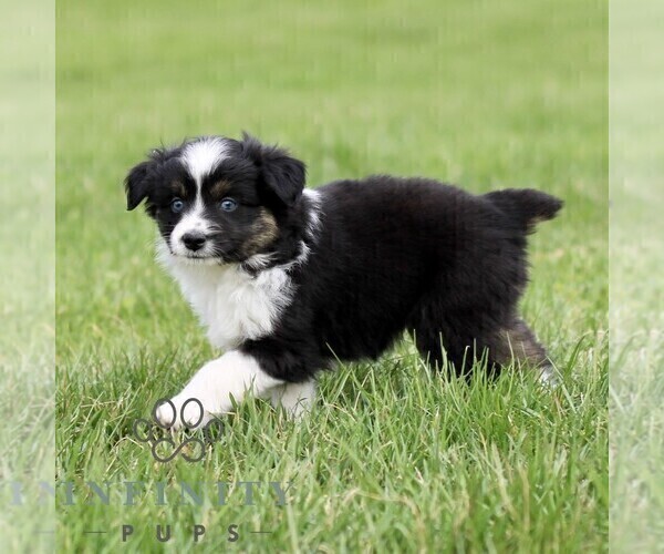 Medium Photo #4 Australian Shepherd Puppy For Sale in NEW PROVIDENCE, PA, USA