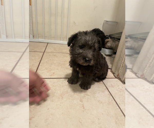 Medium Photo #3 Schnoodle (Miniature) Puppy For Sale in BAKERSFIELD, CA, USA