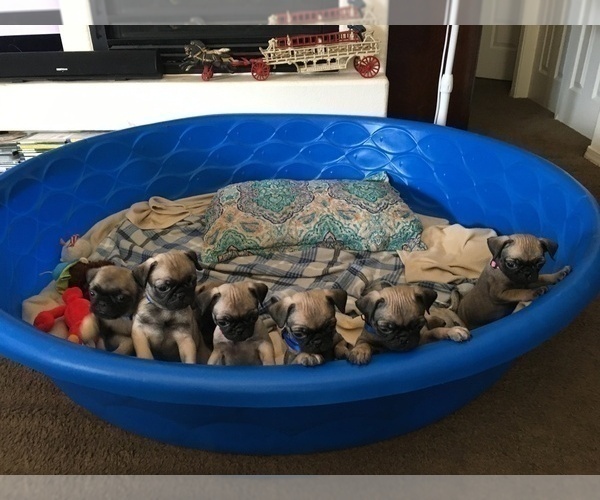 Medium Photo #14 Pug Puppy For Sale in ALBUQUERQUE, NM, USA