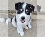 Puppy 1 Pomsky