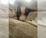 Small #7 American Pit Bull Terrier Mix