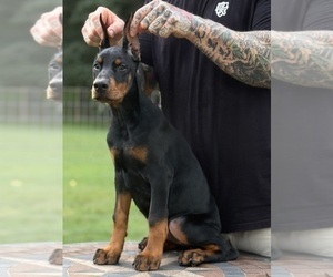 Doberman Pinscher Puppy for sale in NEWTON, NC, USA