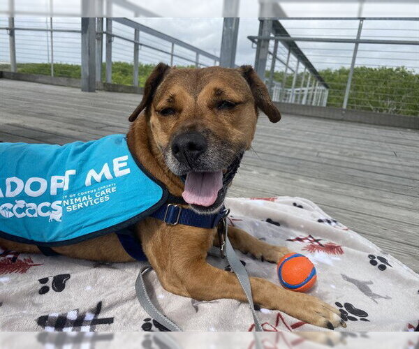 Medium Photo #3 Cocker Spaniel Puppy For Sale in Corpus Christi, TX, USA