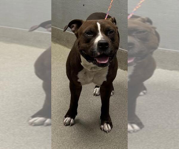 Medium Photo #1 American Pit Bull Terrier-Unknown Mix Puppy For Sale in Las Vegas, NV, USA