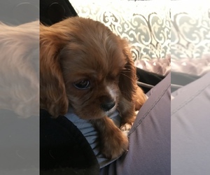 Cavalier King Charles Spaniel Puppy for sale in CLEVELAND, OH, USA