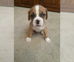 Small Photo #1 Bulloxer Puppy For Sale in MARICOPA, AZ, USA