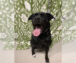 Small Labrador Retriever Mix