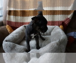 Small #2 Faux Frenchbo Bulldog