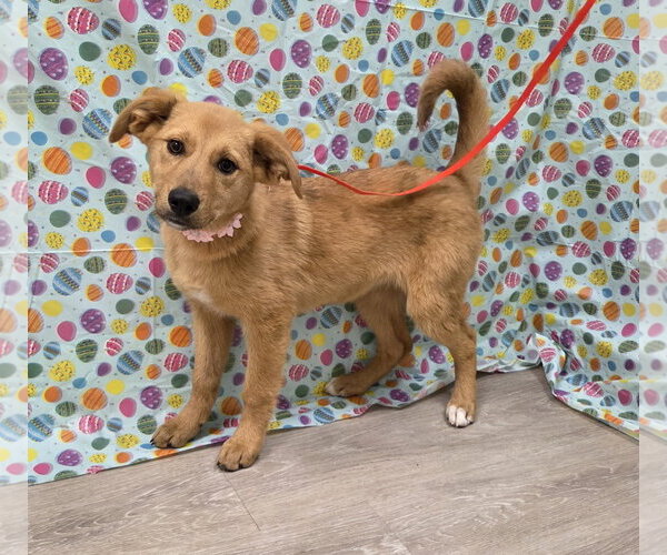 Medium Photo #2 Gollie Puppy For Sale in Attalka, AL, USA