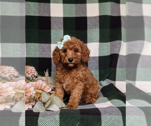 Goldendoodle (Miniature) Puppy for sale in STEVENS, PA, USA