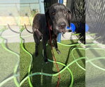 Small #2 Great Dane