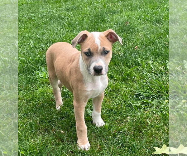 Medium Photo #8 Mutt Puppy For Sale in Wenonah, NJ, USA
