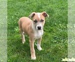 Small #7 Mutt