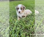 Puppy Puppy 4 Miniature Australian Shepherd
