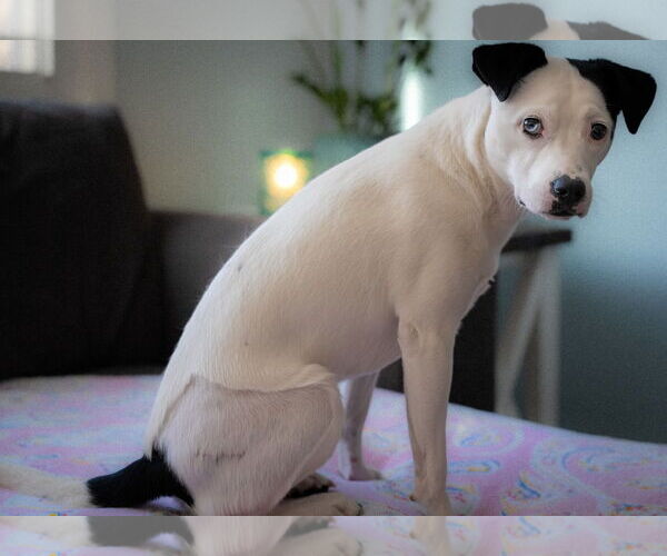 Medium Photo #6 Mutt Puppy For Sale in Princeton, MN, USA