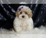 Small #4 Maltipoo