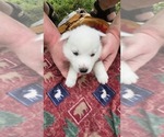 Small #4 Siberian Husky