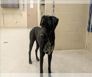 Labrador Retriever-Unknown Mix Dogs for adoption in Conroe, TX, USA