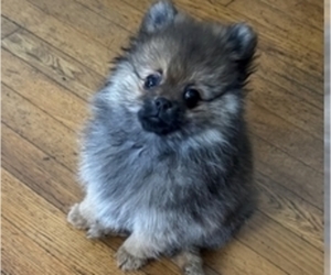 Pomeranian Puppy for sale in ASHEBORO, NC, USA