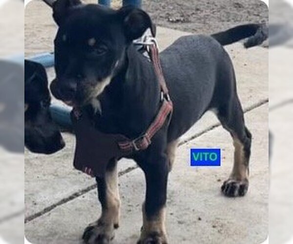 Medium Photo #3 Doberman Pinscher-Staffordshire Bull Terrier Mix Puppy For Sale in Woodland Hills, CA, USA