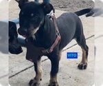 Small #2 Doberman Pinscher-Staffordshire Bull Terrier Mix