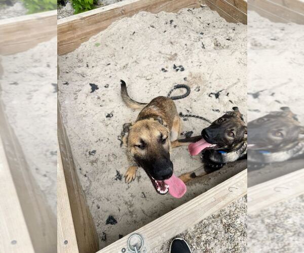 Medium Photo #3 Mutt Puppy For Sale in Elmsford, NY, USA