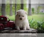 Small Photo #3 Pomimo Puppy For Sale in BLUFORD, IL, USA