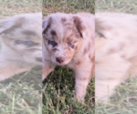 Small #1 Australian Shepherd