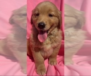 Golden Retriever Puppy for sale in SANTA ANA, CA, USA