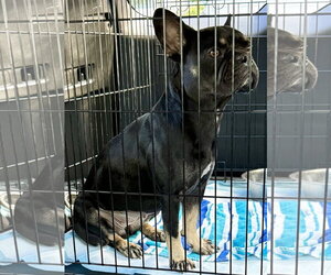 French Bulldog Dogs for adoption in Boca Raton, FL, USA