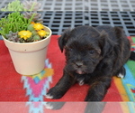 Puppy Stella Shiranian
