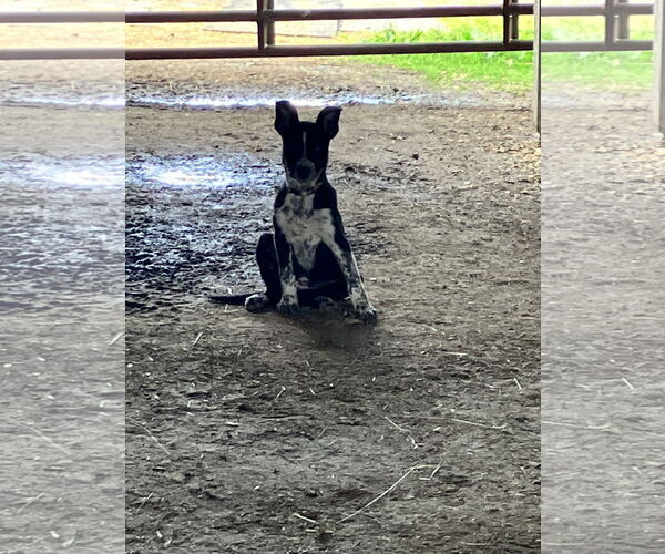 Medium Photo #3 Mutt Puppy For Sale in Garden City, NY, USA