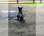 Small #2 Mutt