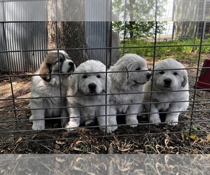 Great Pyrenees Litter for sale in CHRISMAN, IL, USA