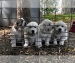 Small Great Pyrenees