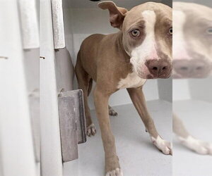 Mutt Dogs for adoption in Houston, TX, USA
