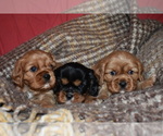 Small Photo #3 Cavalier King Charles Spaniel Puppy For Sale in DEERWOOD, MN, USA
