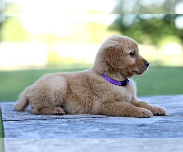 Medium Photo #4 Golden Retriever Puppy For Sale in FREDONIA, KY, USA